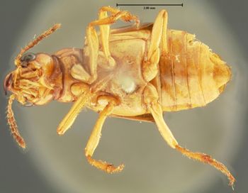 Media type: image; Entomology 34613   Aspect: habitus ventral view